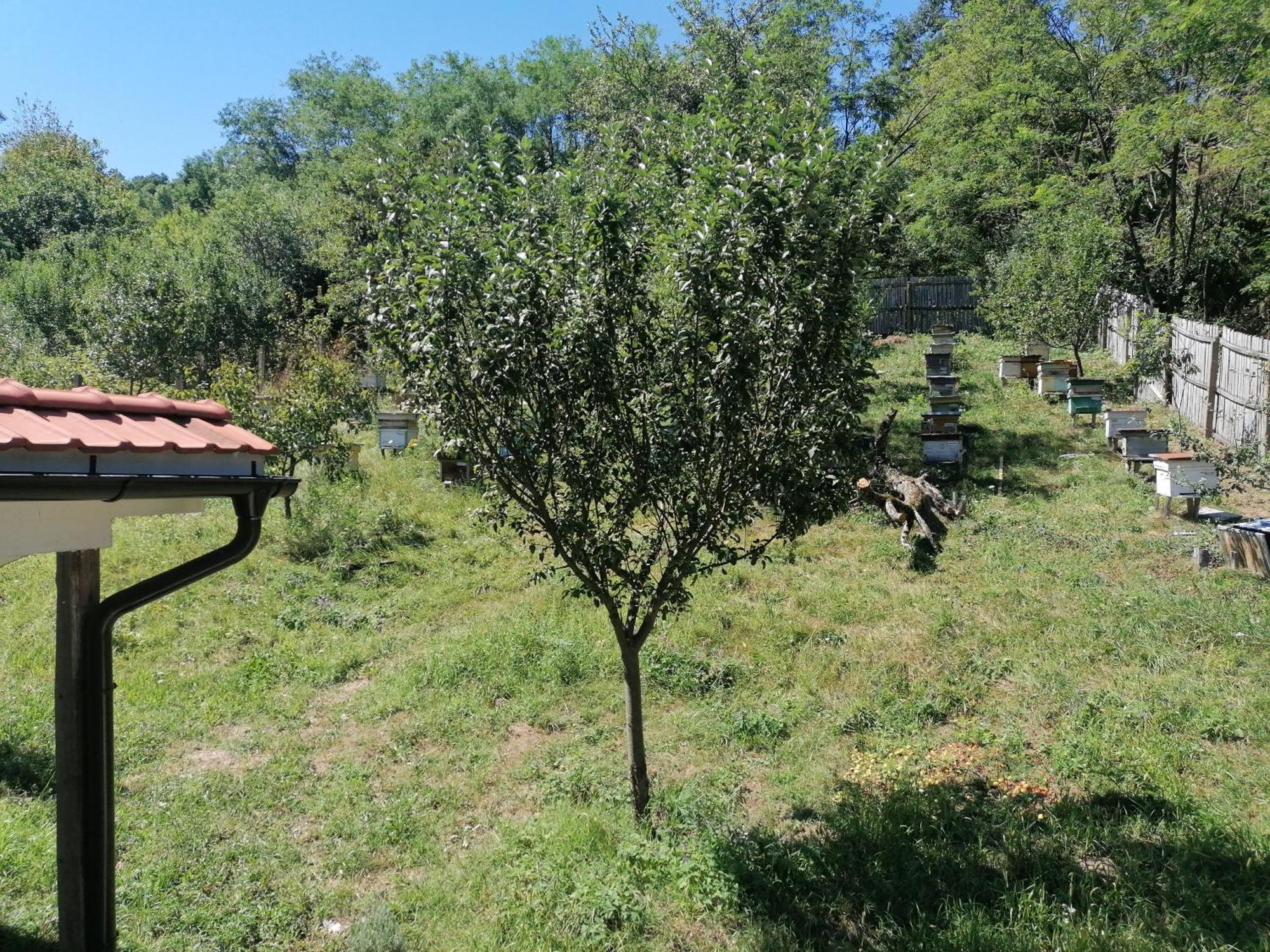 Casandi Ciresu Exterior foto